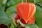 One physalis close up in the garden