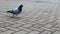 One pigeon on the paving slabs. Wild bird is walking in the square. Photo of a lonely gray dove on the background of paving slabs