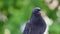 One pigeon poses in the park. Green blur background. Head close-up.