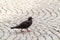 One Pigeon, Rock Dove bird walking alone on paved road in the c