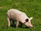 One pigs on a mountain pasture in summer