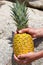 One pineapple standing on rock. Fruit isolate and grass