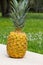 One pineapple standing on rock. Fruit isolate and grass