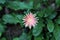 One pink Babandesiya flower in garden
