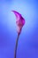 One pink Calla Lily on light blue background