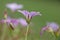 One pink Cranesbill Geranium flower, Wargrave Pink, Geranium endressii blooming in summer, close-up side-view background blur