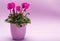 One pink cyclamen plant with flowers in lilac pot on trendy lilac background, copy space, close up, minimal colors concept