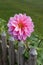 One pink dahlia blossom behind the garden fence