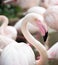 One pink flamingo closeup