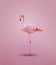 One pink flamingo posing over clean color background