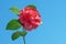 One pink flower of camellia against blue sky