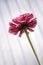 One pink flower on a light neutral background, bottom view