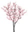 One pink full bloom sakura tree (Cherry blossom) on white background