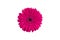 One pink gerbera flower on white background isolated close up, purple gerber flower, red daisy head top view,  floral pattern