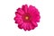 One pink gerbera flower on white background isolated close up, purple gerber flower, red daisy head top view, floral pattern