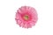 One pink gerbera flower on white background isolated close up, red gerber flower macro, daisy head top view, floral patt