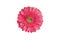 One pink gerbera flower on white background isolated close up, red gerber flower macro, rose-color daisy head top view