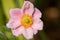 One pink Japanese anemone flower, Anemone x hybrida elegans, Japanese tumbleweed or windflower, sunlit on a natural background