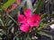 One pink Oleander blooming on the sunshine. bright Colorful on t