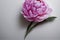 One pink peon flower on stem lying on gray table.