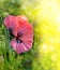 One pink poppy on bokeh background.