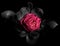 One pink rose flower on a black background close-up, top view. Mysterious, mysterious flower. Stands out against a gloomy