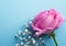 One pink rose with twigs with small white gypsophila flowers on a blue background
