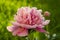 One pink sorbet peony with bud with green bokeh background,soft petals heart shape