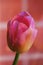 one pink tulip with orange veins close-up against a background of wall tiles of chocolate color. vertical