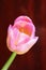 one pink tulip with orange veins close-up against a background of wall tiles of chocolate color. vertical