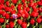 One pink tulips in a many of red