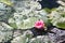 One pink waterlily in a pond with raindrops on the lily pads