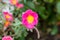 One pink and yellow portulaca or purslane flower against blurred background