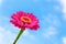 One pink Zinnia flower on stem with blue sky