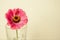 One pink zinnia flower in a vase isolated. Indoor. Copy space.