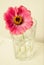 One pink zinnia flower in a vase isolated. Indoor. Copy space.