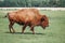 One plains bison eating grazing grass outside. Herd animal buffalo ox bull consuming plant food on meadow in prairie. Wildlife