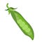 one pod of green peas without leaves. micro-green. Vegetarian food. eco-friendly farm product. rustic greenery.Green peas,