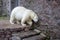 One  polar bear goes down the stairs and scratches his back on the stones. The weather is sunny in a zoo