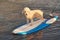 One poodle dog doing surfing