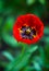 One poppy flower on a green background made of grass a symbol of freedom and truth