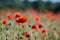 One poppy in focus