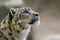 one Portrait of a graceful snow leopard (Panthera uncia