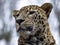 One Portrait of a male, Persian Leopard, Panthera Pardus Saxicolor, which from the height observes the surroundings