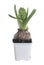 One Potted Hyacinth, White Background.