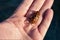 One predatory diving beetle Dytiscidae in entomologis hand, closeup. Man holds a live insect in the palm of his hand