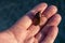 One predatory diving beetle Dytiscidae in entomologis hand, closeup. Man holds a live insect in the palm of his hand