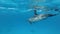 One pregnant female dolphins swim very close under surface of blue water. Spinner Dolphin, Stenella longirostris