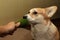 One pretty pembroke Corgi eats avocado. Dog life