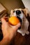 One pretty pembroke Corgi eats orange. Dog life